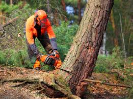 Best Tree Risk Assessment  in Blountsville, AL