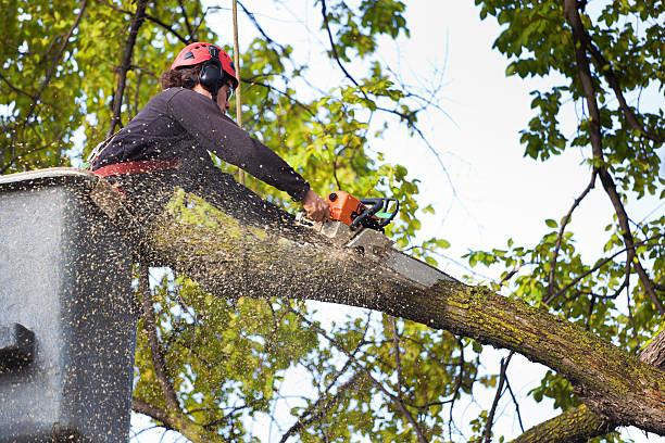 Best Tree Trimming and Pruning  in Blountsville, AL